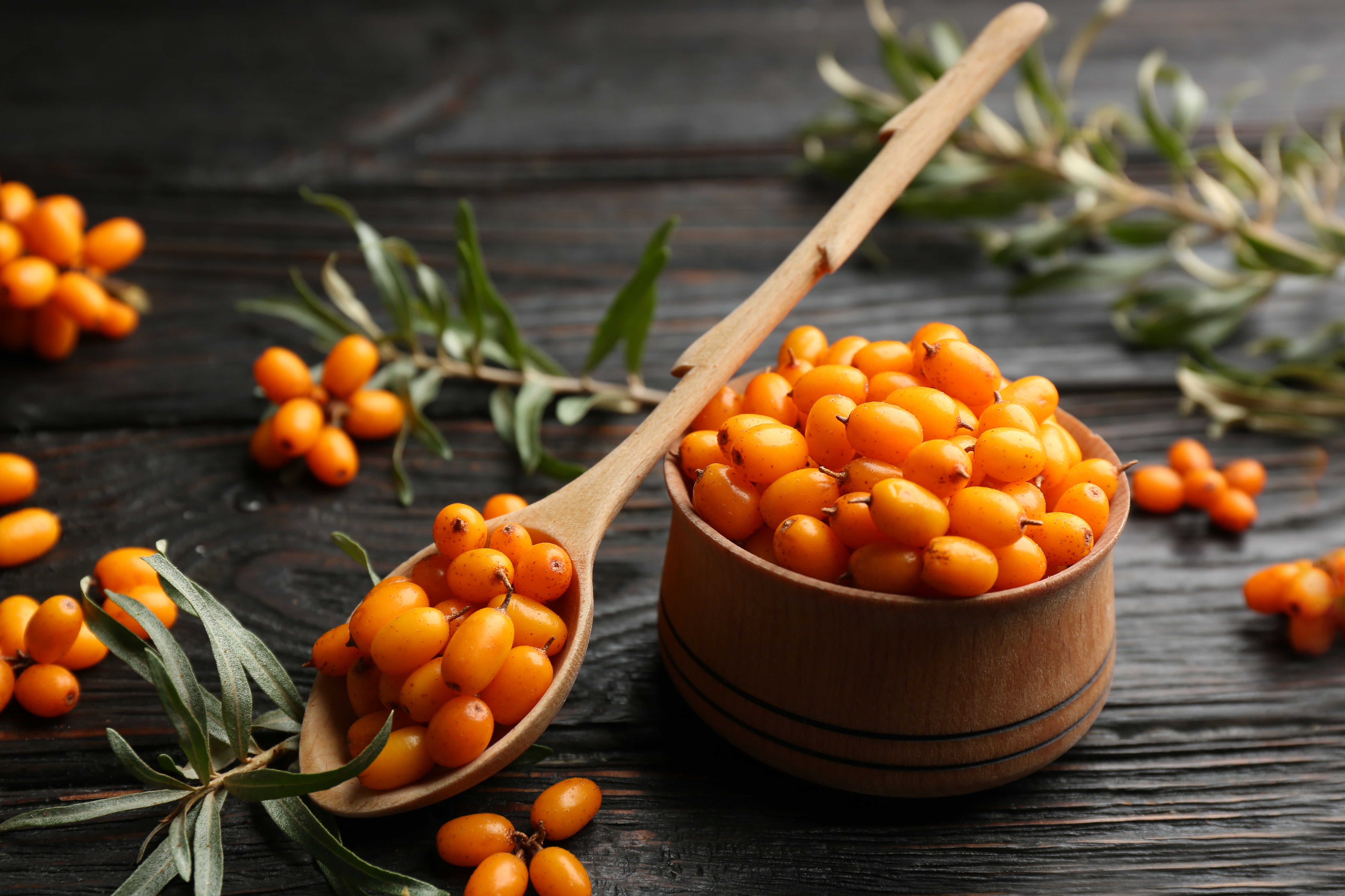 Seabuckthorn – The Wonder Fruit of Ladakh
