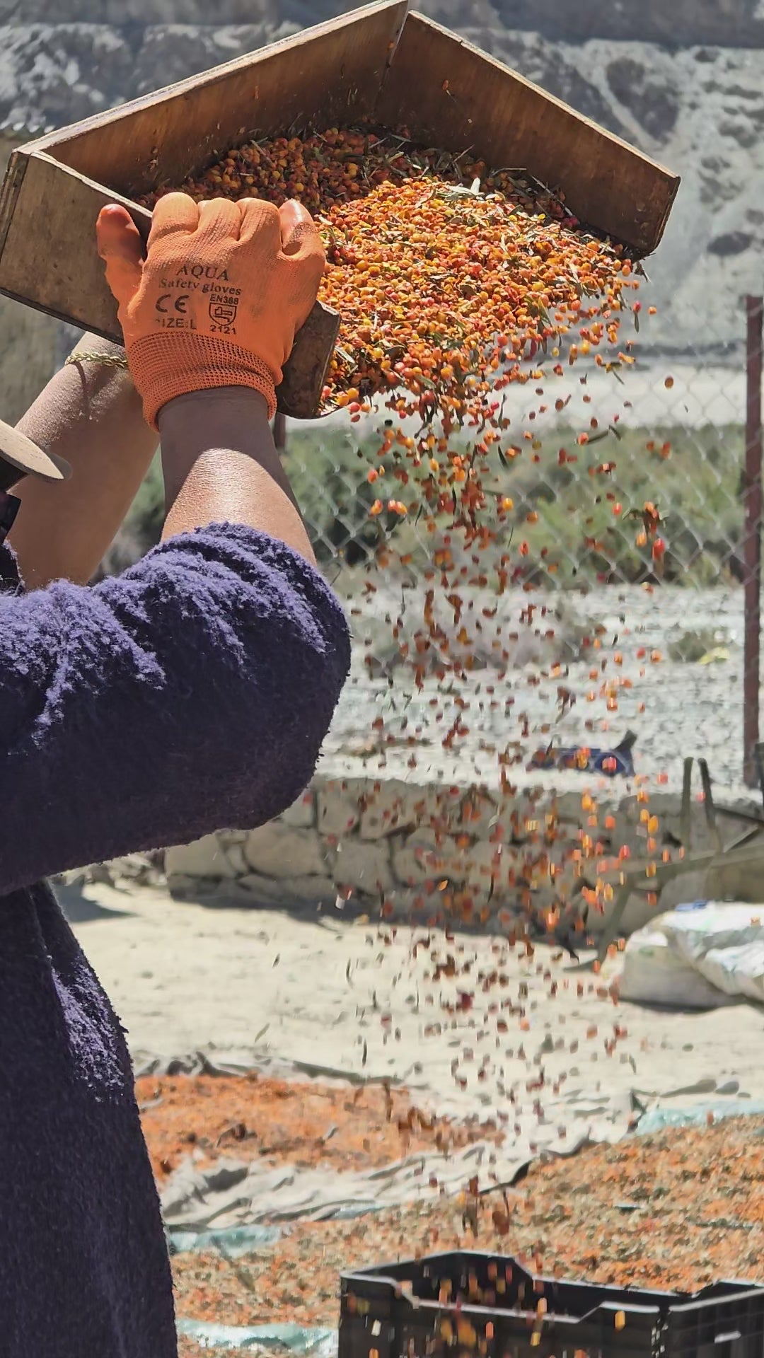 Seabuckthorn Berry