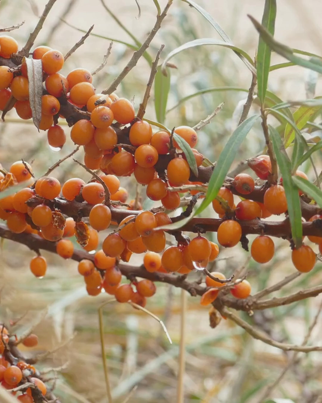 Seabuckthorn Jam