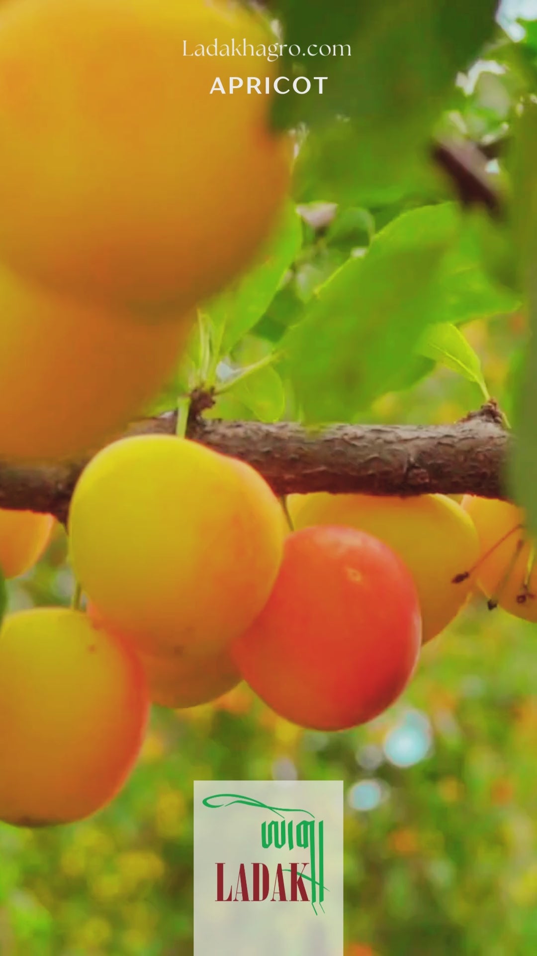 Video preview image
